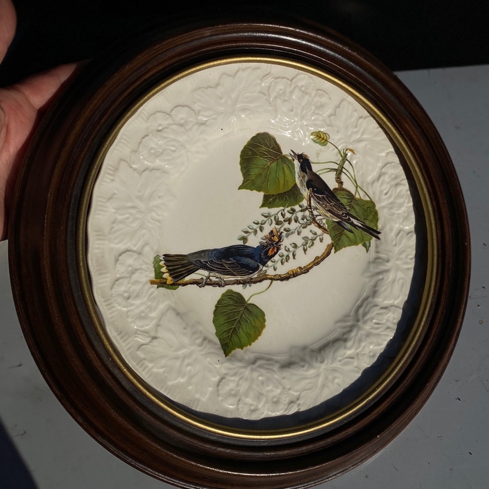 Alfred Meaning England of Bird of America 9”